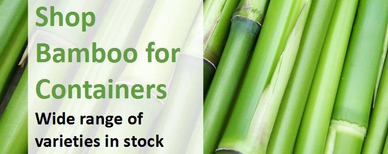 Shop Bamboo for Containers 3
